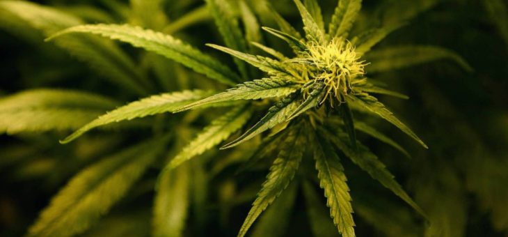 Un estudio relaciona el cannabis de alta concentración de THC con brotes psicóticos
